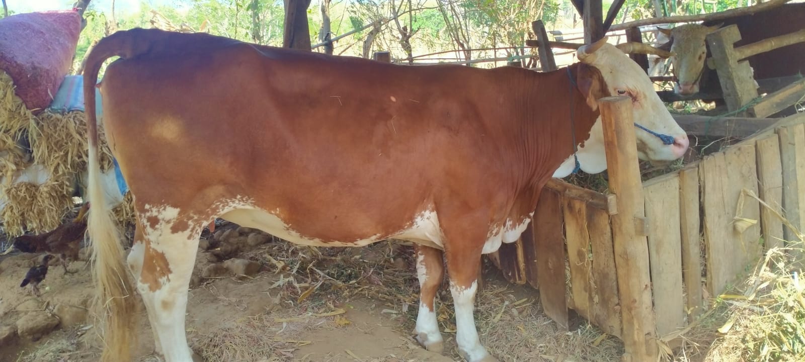 Reaksi Cepat Tim Polsek Wongsorejo, Gagalkan Pencurian Sapi Didusun Karangrejo utara